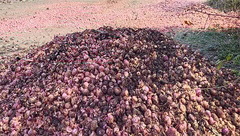 कळवण : पाळे ते हिंगवे रस्त्यावर चाळीतील कांदा देखील सडल्याने शेतकऱ्यानी कांदा फेकून दिला. (छाया: बापू देवरे)