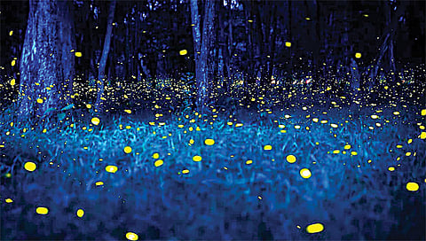 नाशिक : काजवा महोत्सवाची पर्यटकांसाठी पर्वणी