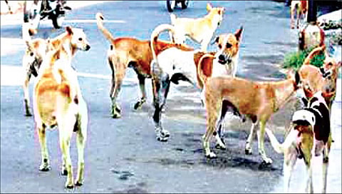 नाशिकमध्ये 29 दिवसांत 145 जणांना भटक्या कुत्र्यांचा चावा