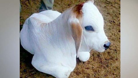 येथे बैल नव्हे, गायच येते जन्माला!