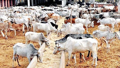 राज्यात 324 गोशाळांना अनुदान मिळणार