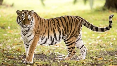 (संग्रहीत छायाचित्र)