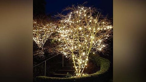 मुंबई महानगरपालिका १५ हजार झाडांवर बसवणार एलईडी लाईट्स !