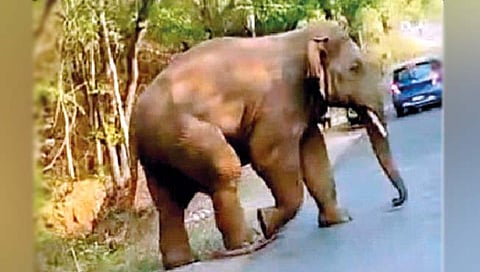 कोल्हापूर : भुदरगडच्या अंतुर्ली जंगलात टस्कर हत्तीचे आगमन