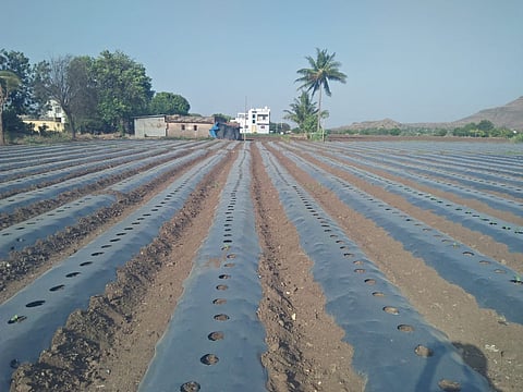 देवळा : येथील शेतकरी धनजी जाधव यांची घेवडा बनावट बियाण्यांमुळे झालेली फसवणूक. (छाया: सोमनाथ जगताप)