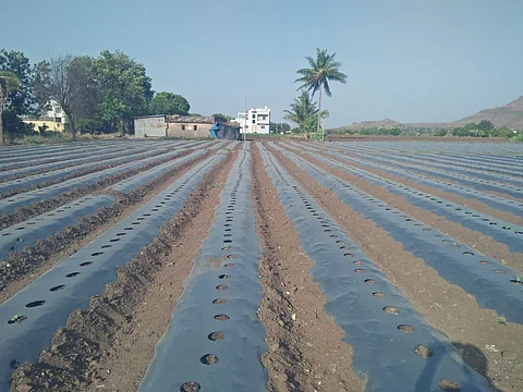 देवळा : येथील शेतकरी धनजी जाधव यांची घेवडा बनावट बियाण्यांमुळे झालेली फसवणूक. (छाया: सोमनाथ जगताप)