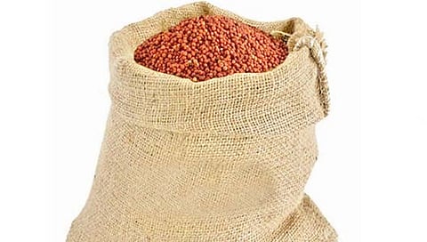 नाचणी खातेय भाव, बेळगावचे जगात नाव; अमेरिकेसह दुबई, ऑस्ट्रेलियात मोठ्या प्रमाणात निर्यात