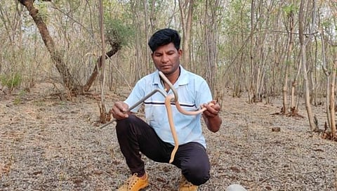 नाशिक : वणीत दुर्मीळ जातीचा ‘धुळ नागीण’ सर्प पकडला