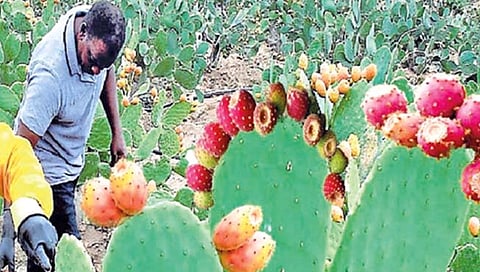 राज्यात पाच हजार हेक्टरवर बहरणार निवडुंगाची शेती; केंद्र सरकार देणार रोपे व खरेदीची हमी