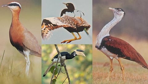 महाराष्ट्रातील ४५ पक्ष्यांच्या प्रजातींवर टांगती तलवार; उरले फक्त दोन माळढोक, ७ प्रजाती अतिसंकटग्रस्त