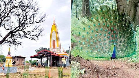 चला पर्यटनाला : बुर्ली बंचाप्पा बनात पक्षी, प्राण्यांचा खजिना