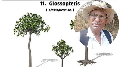Glassopteris : चंद्रपूर जिल्ह्यात आढळली २० कोटी वर्षांपूर्वीची वनस्पती पानांची जिवाष्मे