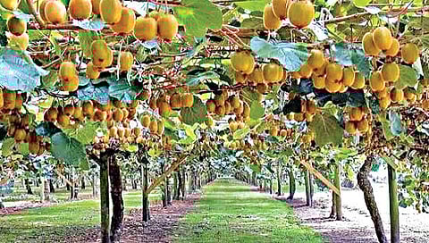 नाशिक : मागेल त्याला फळबाग, ठिबक अन् शेडनेट