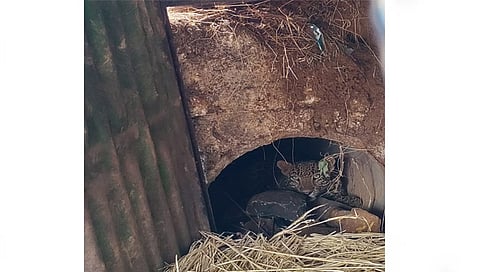 त्र्यंबकेश्वर : कॅनल मध्ये अडकलेली बिबट्या मादी.