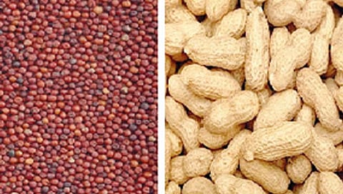 तूर, नाचणी, भुईमूग शेंगा बियाणे अनुदानावर मिळणार
