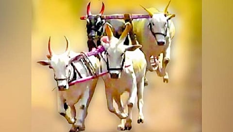 बैल आणि बैलगाडी शर्यतींचा थरारक इतिहास!