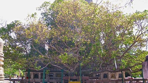 बुद्ध पौर्णिमा विशेष : श्रीलंकेतील बोधिवृक्षाची फांदी नाशिकच्या बुद्धस्मारकात स्थापित होणार