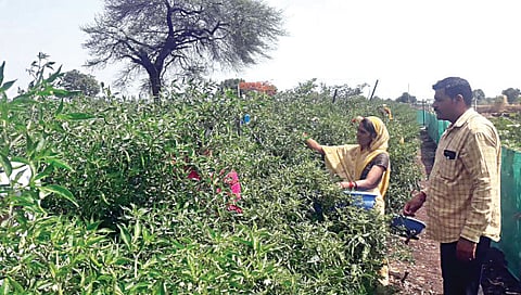 नाशिक : मिरची कवडीमोल झाल्याने उत्पादक हतबल