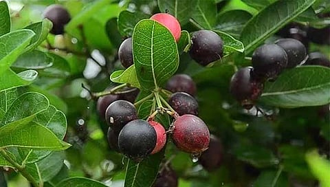 कोल्हापूर : शाहूवाडीत प्रक्रिया उद्योगांची वानवा; डोंगरची मैना, मसाले पदार्थांना जगभर पोहोचविण्याची संधी