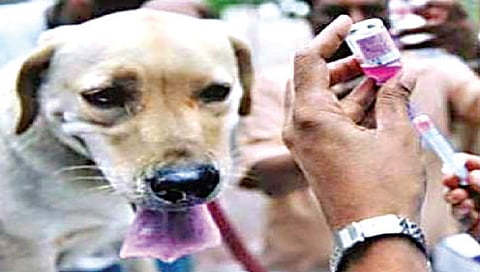 नाशिक : जनावरे चावल्यानंतर प्रतिबंधात्मक उपचार न केल्याने रेबीज, हायड्रोफोबिया