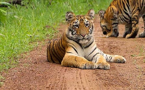 वाघिण संग्रहित फोटो