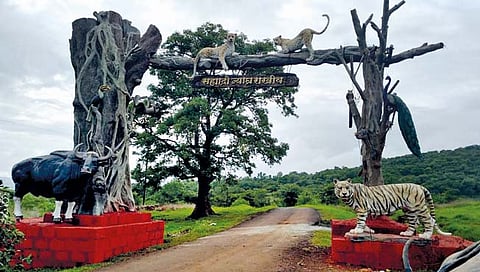 चला पर्यटनाला : हिरव्याकंच चांदोलीच्या नजाकतीची भुरळ कायम