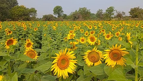 नाशिक : सूर्यफुलांच्या शेतीतून साधली आयुष्य फुलवण्याची संधी, कौतिकपाडे येथील शेतकऱ्याचा प्रयोग