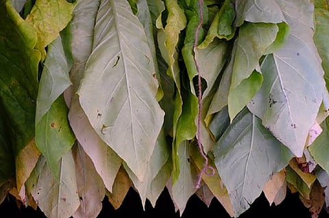 तंबाखू पिकाची लागवड कमी करा, जागतिक आरोग्य संघटनेने दिला जगाला इशारा