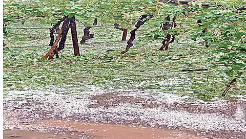 द्राक्ष पिकांना फटका www.pudhari.news