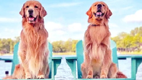 सोशल मीडियामुळे कुत्रा बनला कोट्यधीश!