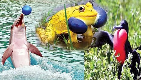 ‘या’ सजीवांना येत नाही झोप!