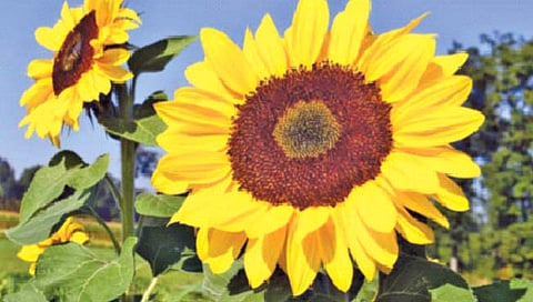 पाच हजार वर्षांपासून होते सूर्यफुलाची शेती