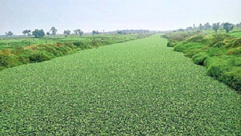 कोल्हापूर : पंचगंगेतली जलपर्णी… काढायची कोणी?