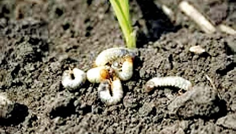 कोल्हापूर : ‘हुमणी’ने पोखरला जिल्हा; 550 गावात प्रादुर्भाव