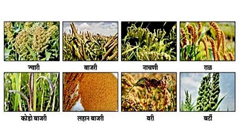 कोल्हापूर : शिवाजी विद्यापीठ करणार भरड धान्यांचे मार्केटिंग!