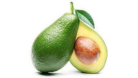 avocado : एवोकॅडो स्मरणशक्तीसाठीही उपयुक्त