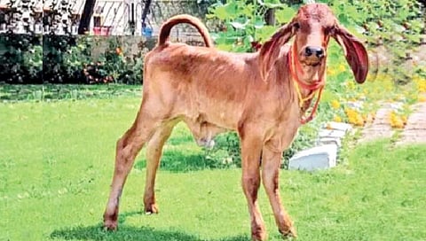 cow clone : भारतातील गायीचे पहिले क्लोन ‘गंगा’!