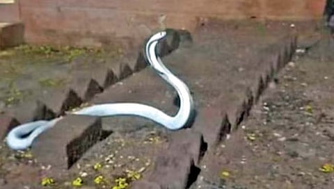 तामिळनाडूत दिसला सफेद नाग!