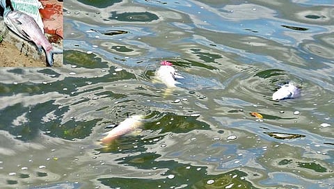 कोल्हापूर : रंकाळ्यातील मासे मृत