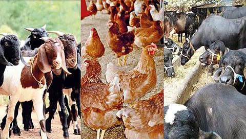 कोल्हापूर : ‘मनरेगा’तून आता बंदिस्त पशुपालन