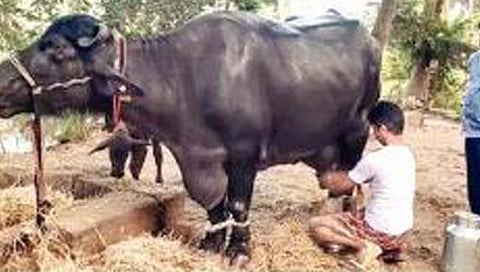 रायगड : वाढत्या तापमानाचा दुधाळ जनावरांच्या आरोग्यावर परिणाम