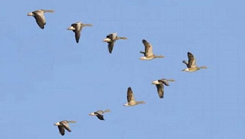 पक्ष्यांचा थवा ‘व्ही’ आकारातच का उडतो?