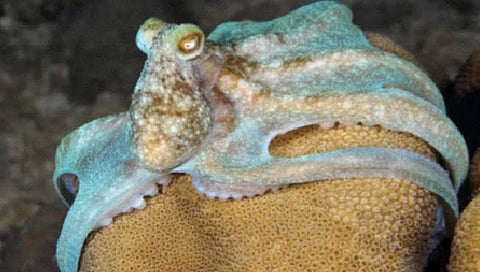 ऑक्टोपसमध्ये दिसली अनोखी ‘ब्रेन वेव्ह’