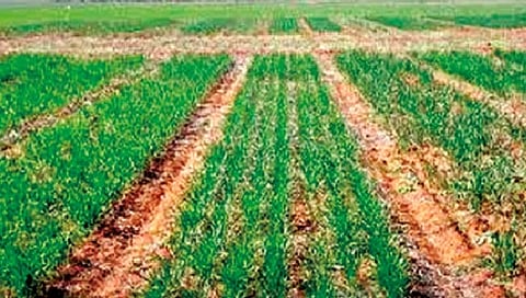 बदलत्या हवामानाचे रब्बी उत्पादनावर चिंतेचे सावट!