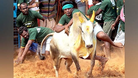 Jallikattu Supreme Court Judgement | सांस्कृतिक वारसा न्यायव्यवस्थेचा भाग असू नये, SC कडून तामिळनाडूतील ‘जल्लीकट्टू’ची वैधता कायम