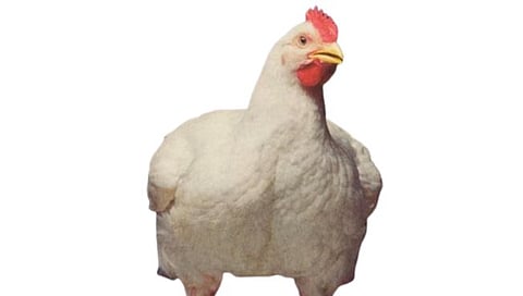 इंग्लिश कोंबडी देते महिना 90 कोटी