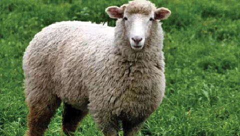 ‘या’ देशात माणसांपेक्षा पाचपट अधिक मेंढ्या!