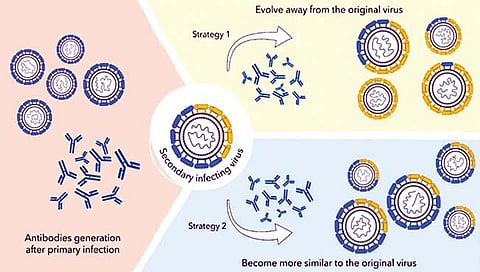 Dengue virus : भारतात कसा विकसित झाला डेंग्यूचा विषाणू?
