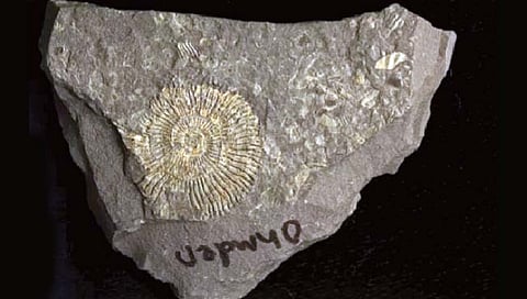 चकाकत्या सोनेरी जीवाश्माचे उलगडले गूढ