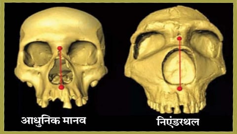 निएंडरथलकडून मिळाली मोठ्या नाकाची देणगी!